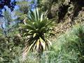 forest cabbage tree